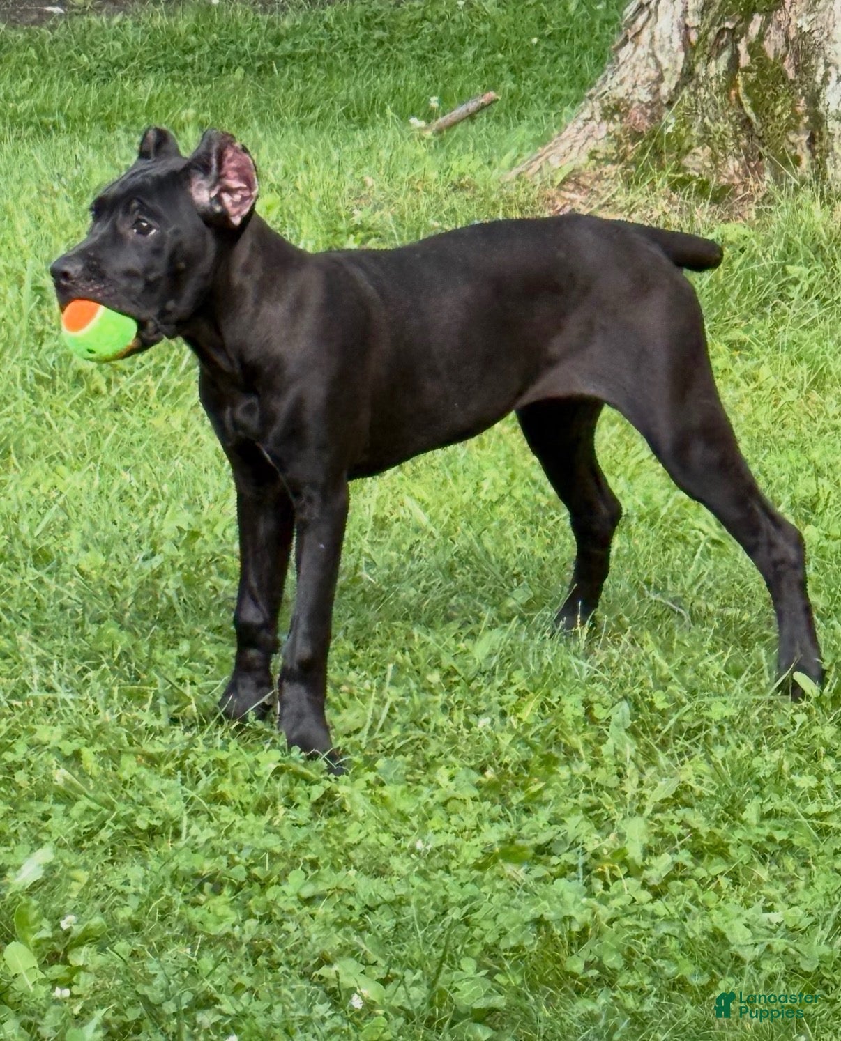 Cane Corso dogs Evvie - Ad 1