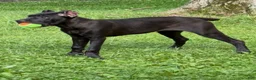 Cane Corso dogs for sale: Evvie - Ad 1