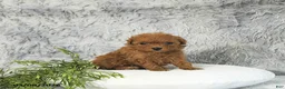 Toy Poodle dogs for sale: Cody - Ad 4