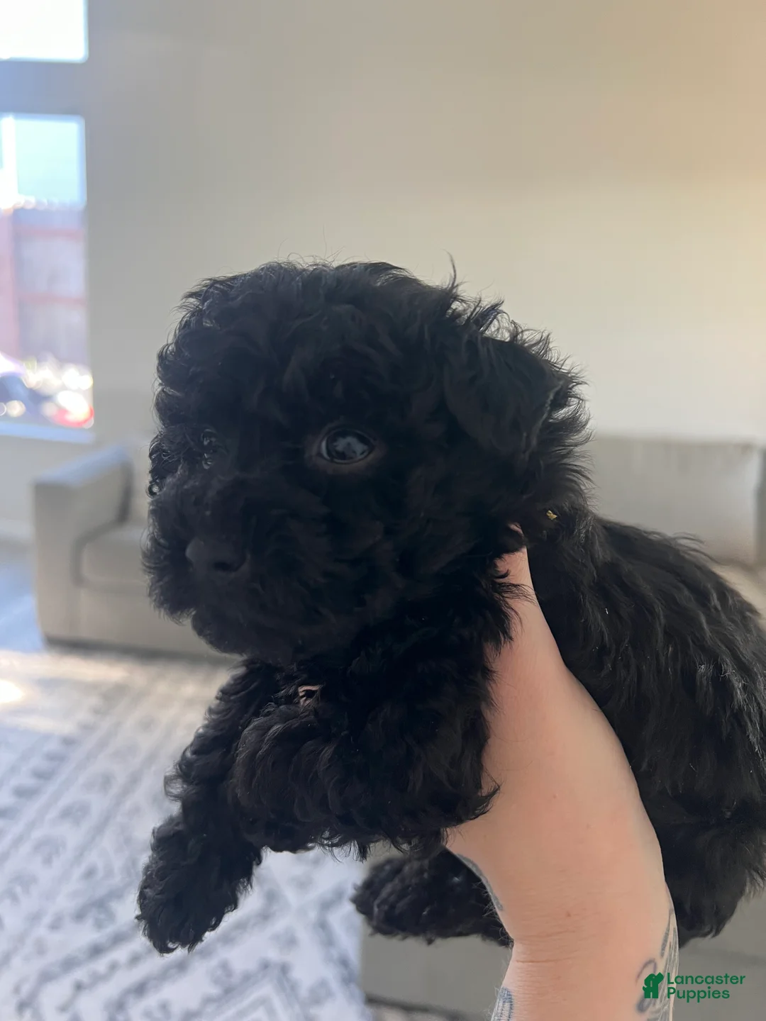 Toy Poodle dogs for sale: Toy Poodle Puppy 2 - Ad 1
