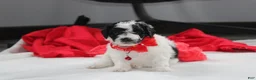 Yorkiepoo dogs for sale: Ryder - Ad 5