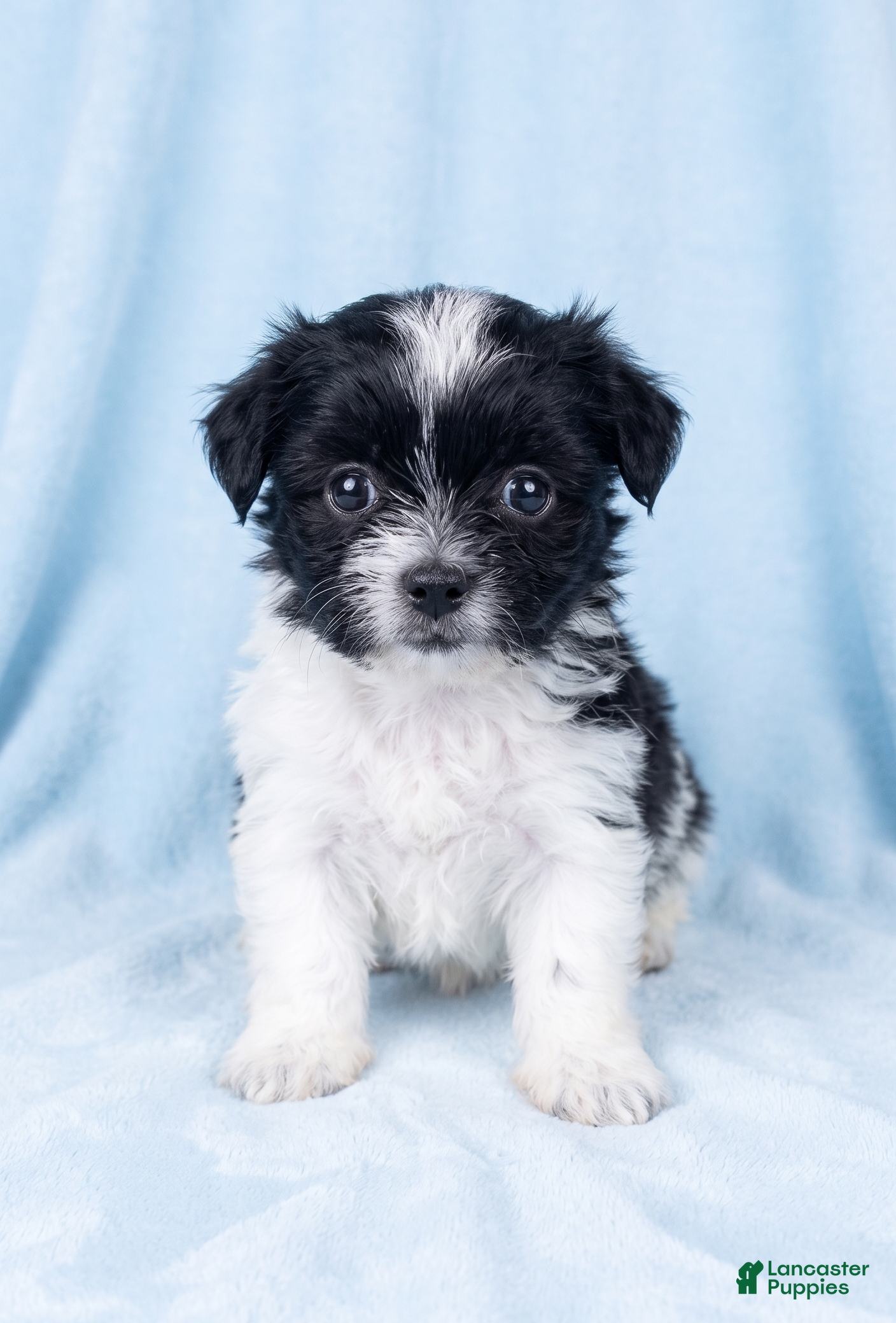 Mixed Breed dogs Ozzie - Ad 1