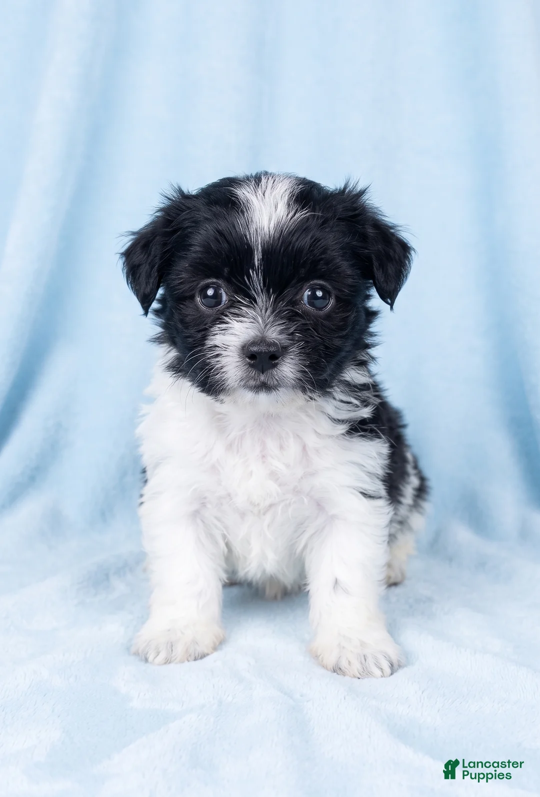 Mixed Breed dogs for sale: Ozzie - Ad 1