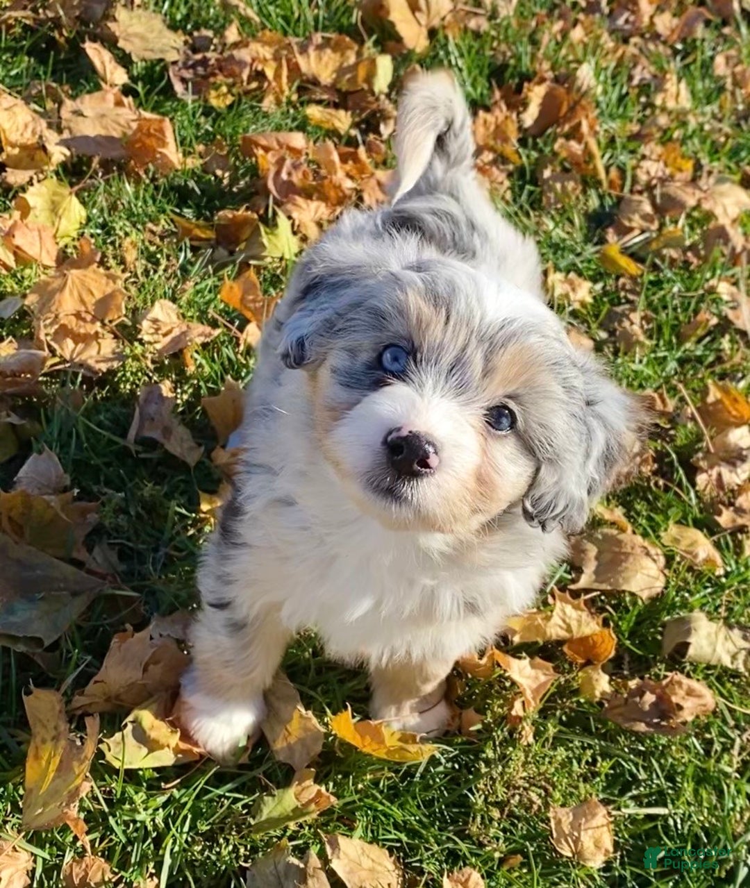 Mini Aussiedoodle dogs for sale: Tink - Ad 2