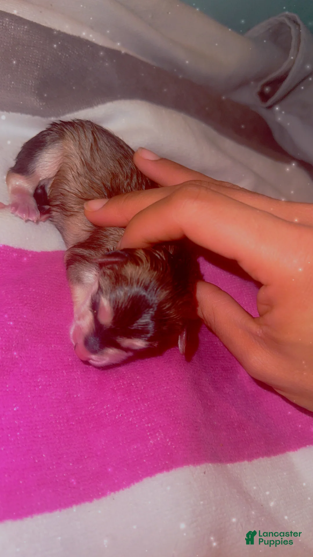 Mixed Breed dogs for sale: Twin - Ad 3