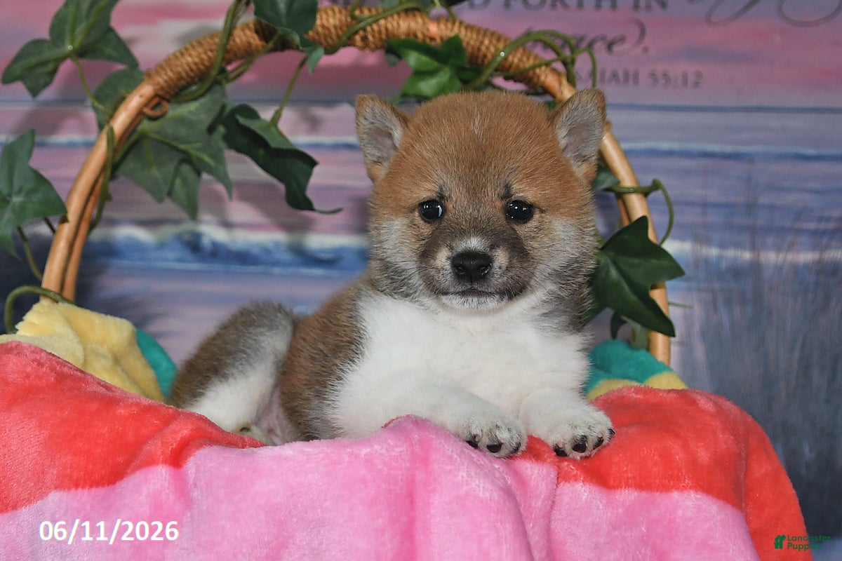 Shiba Inu dogs Jasper - Ad 2