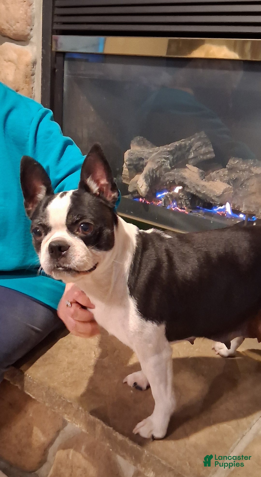 Boston Terrier dogs for sale: JEANETTE - Ad 7