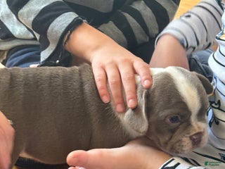 Mixed Breed dogs - Ad 14