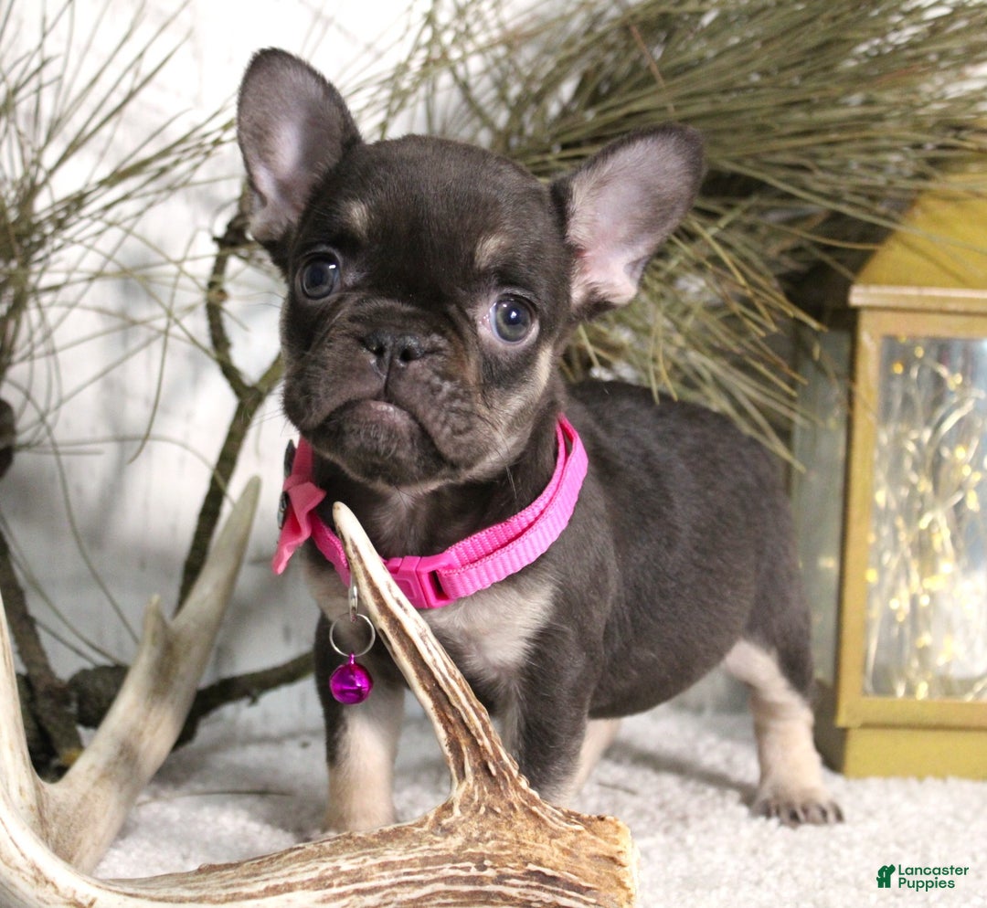 French Bulldog dogs for sale: Mocha - Ad 3