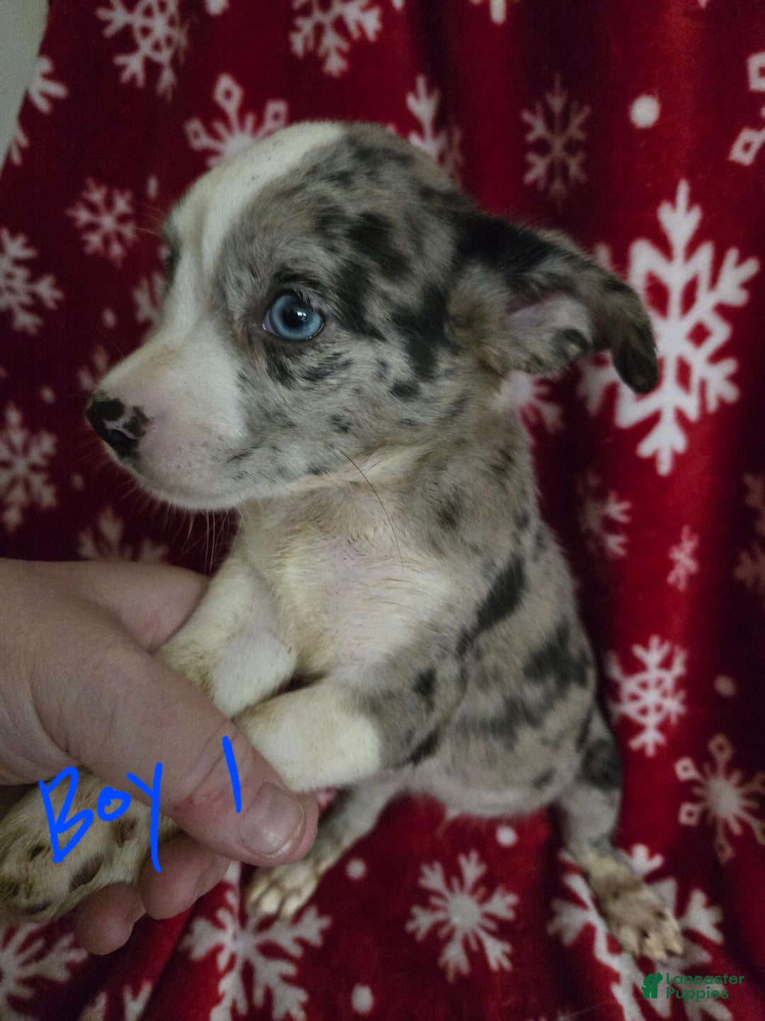 Chihuahua/lab puppies for sale in Montrose Lancaster Puppies