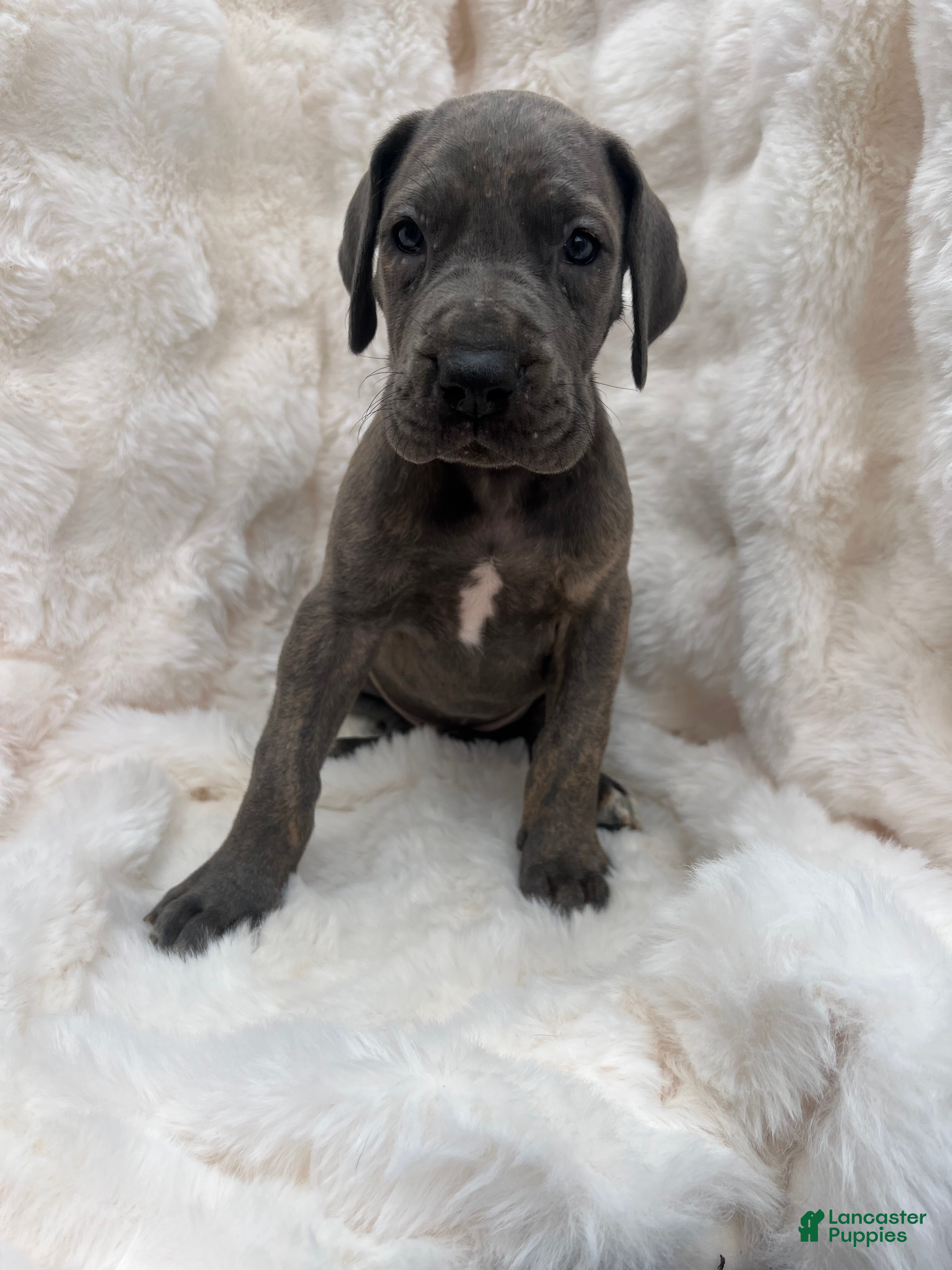 Great Dane dogs Playmaker - Ad 2