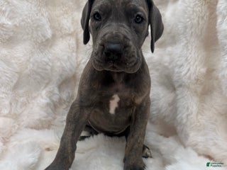 Great Dane dogs Playmaker - Ad 6