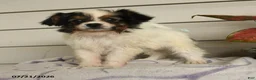 Papillon dogs for sale: Ripple - Ad 2