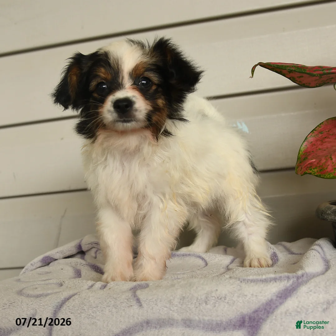 Papillon dogs for sale: Ripple - Ad 2