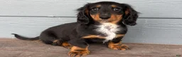 Dachshund dogs for sale: Sonic - Ad 1