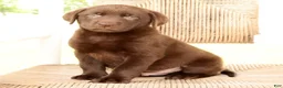Labrador Retriever dogs for sale: Roger - Ad 7