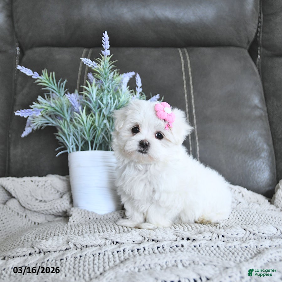 Maltese dogs Belle EXTRA SMALL - Ad 1