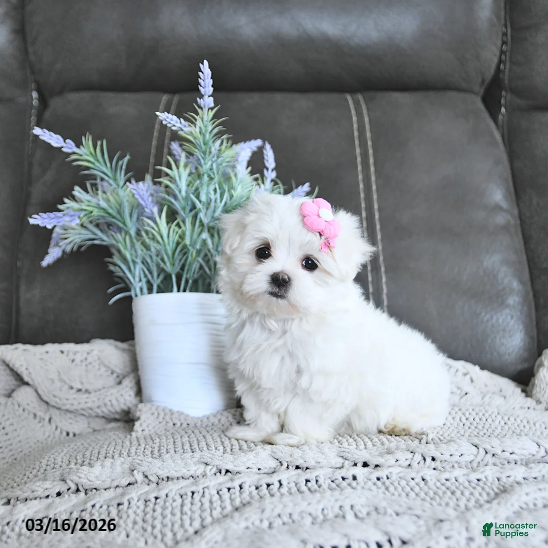 Maltese dogs for sale: Belle EXTRA SMALL - Ad 1