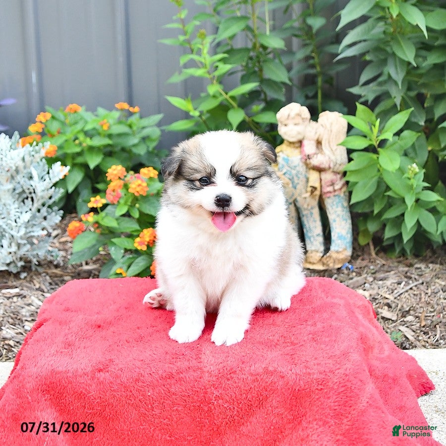 Mixed Breed dogs Biscuit - Ad 1