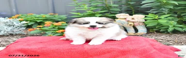 Biscuit