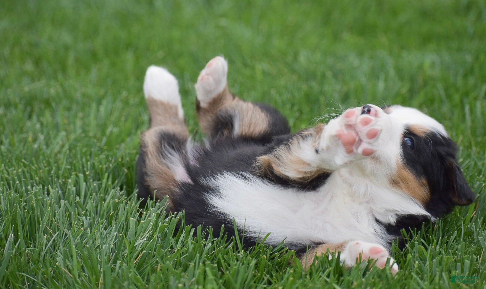 Bernese Mountain Dog dogs for sale: Monica - Ad 3