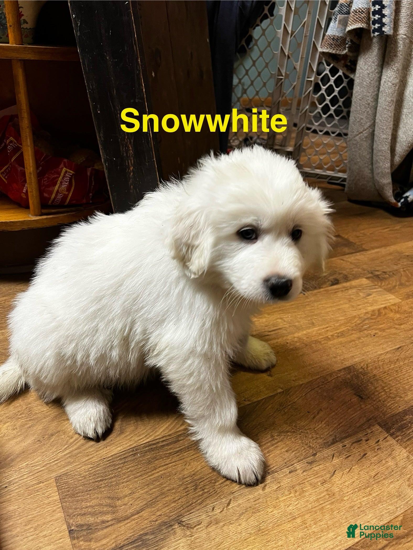 Great Pyrenees dogs Snow White  - Ad 36
