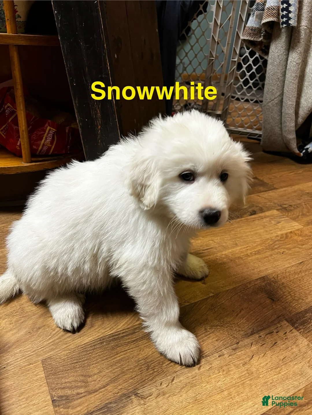 Great Pyrenees dogs for sale: Snow White  - Ad 1