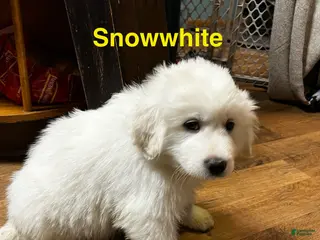 Great Pyrenees dogs Snow White - Ad 36