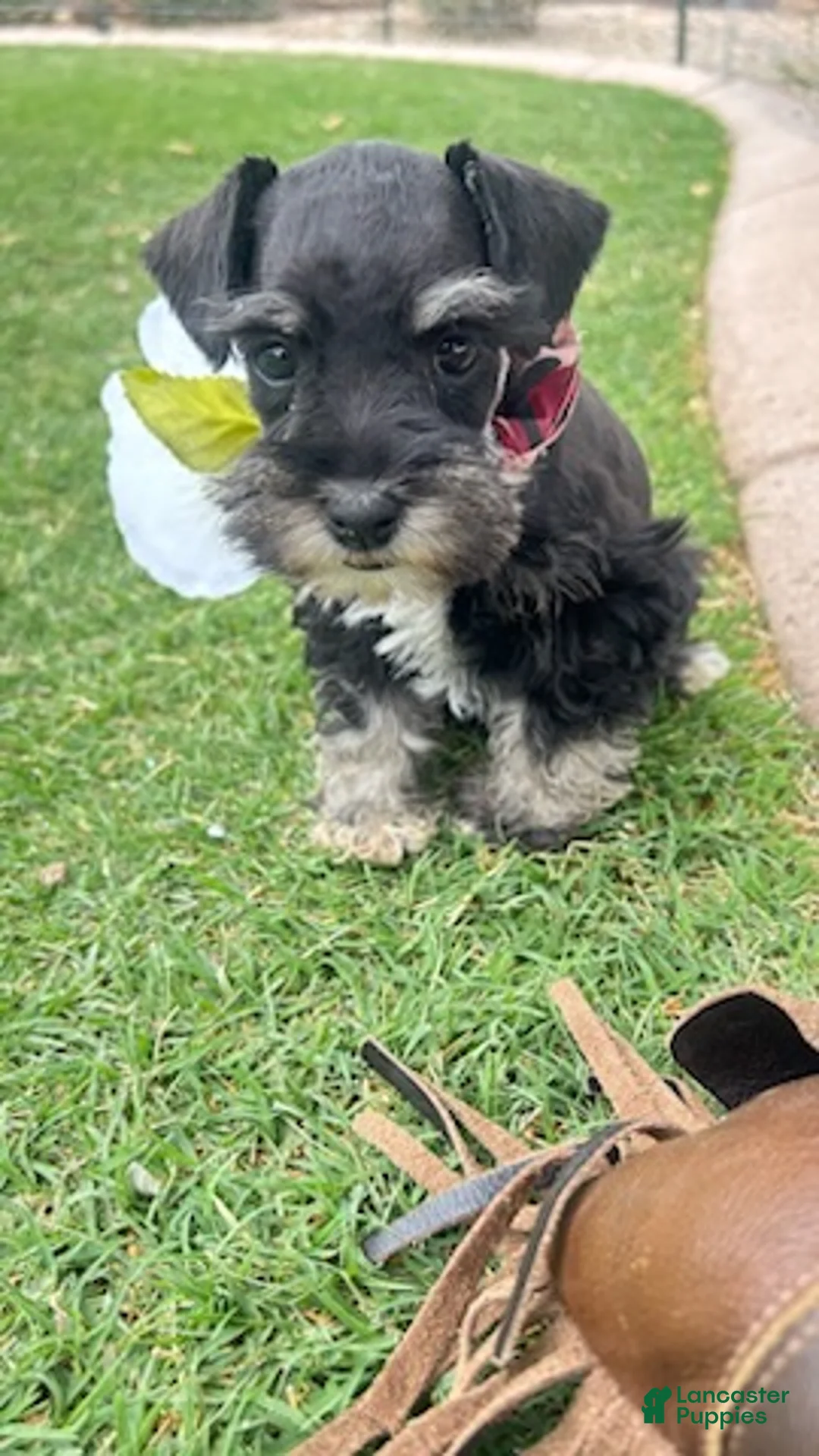 Miniature Schnauzer dogs for sale: Flower girl - Ad 5
