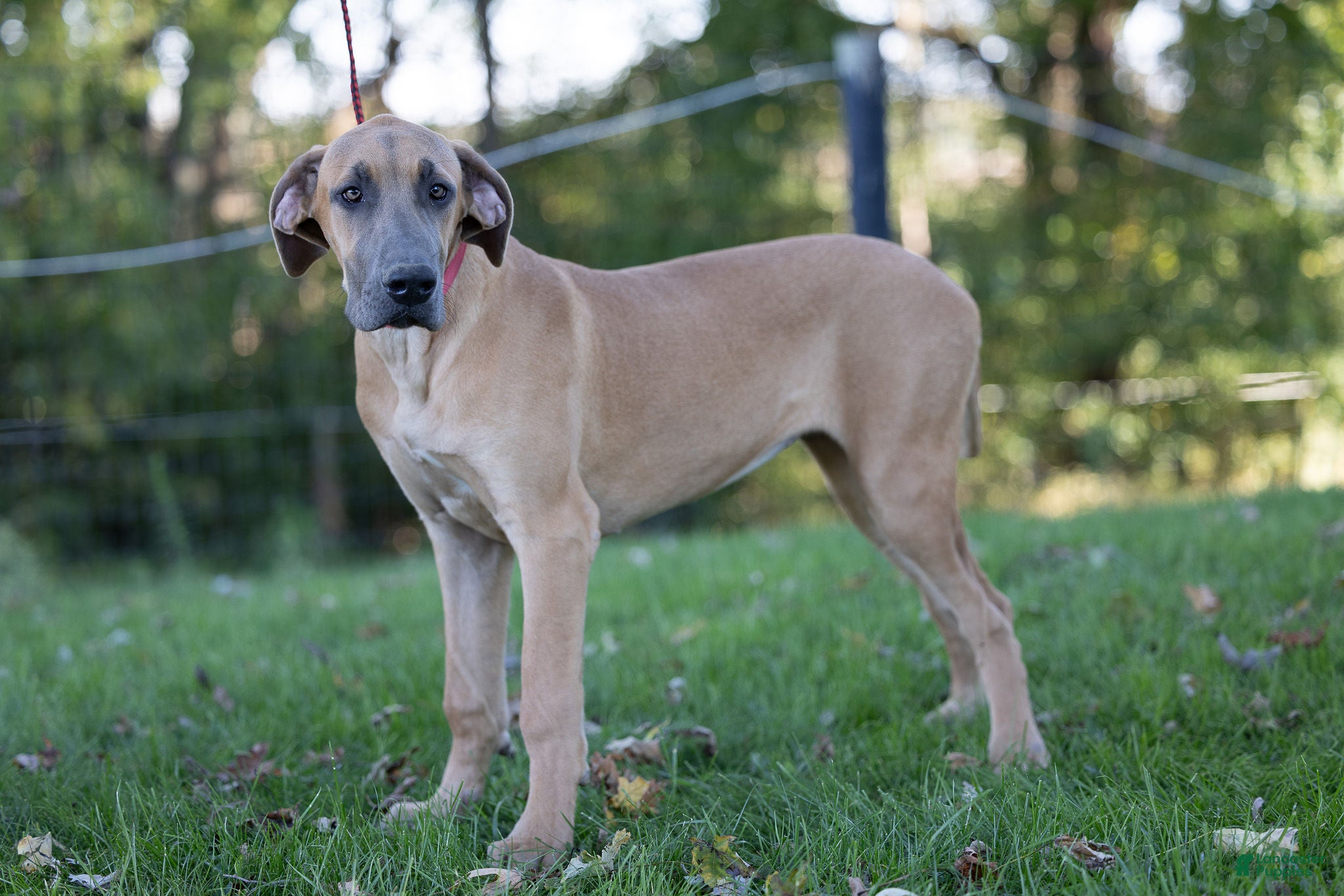 Great Dane dogs for sale: Patience Great Dane  - Ad 1