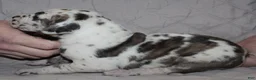 Great Dane dogs for sale: Siren - Ad 2