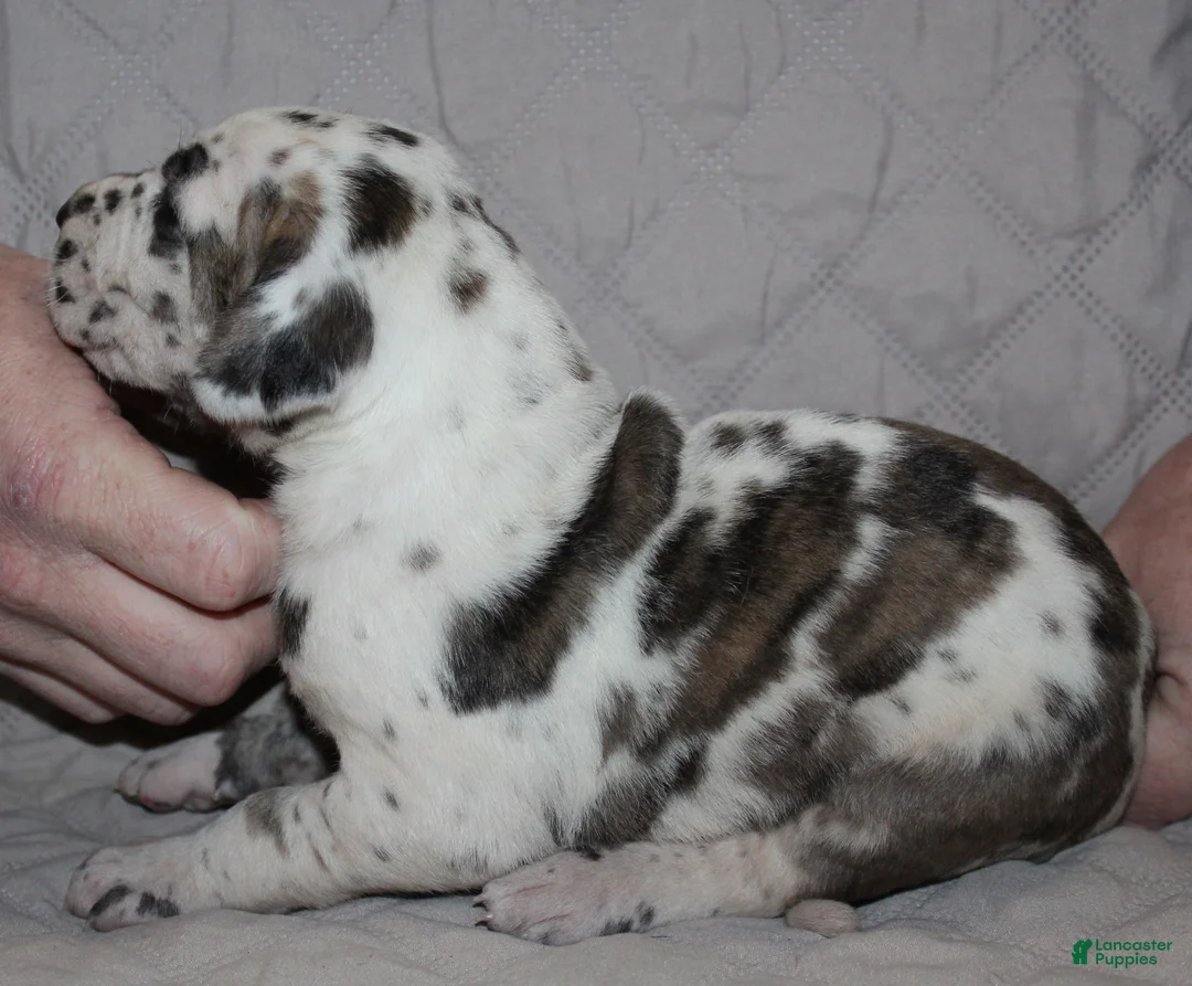 Great Dane dogs for sale: Siren - Ad 2