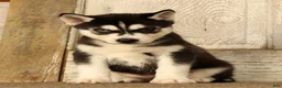 Siberian Husky dogs for sale: Sammy - Ad 5