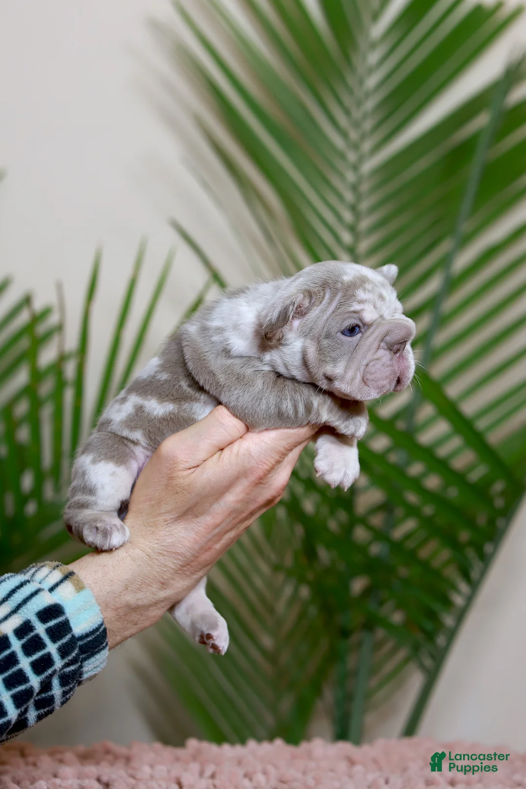 French Bulldog dogs for sale: REGINA - Ad 7