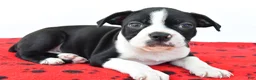 Boston Terrier dogs for sale: Ruger - Ad 8