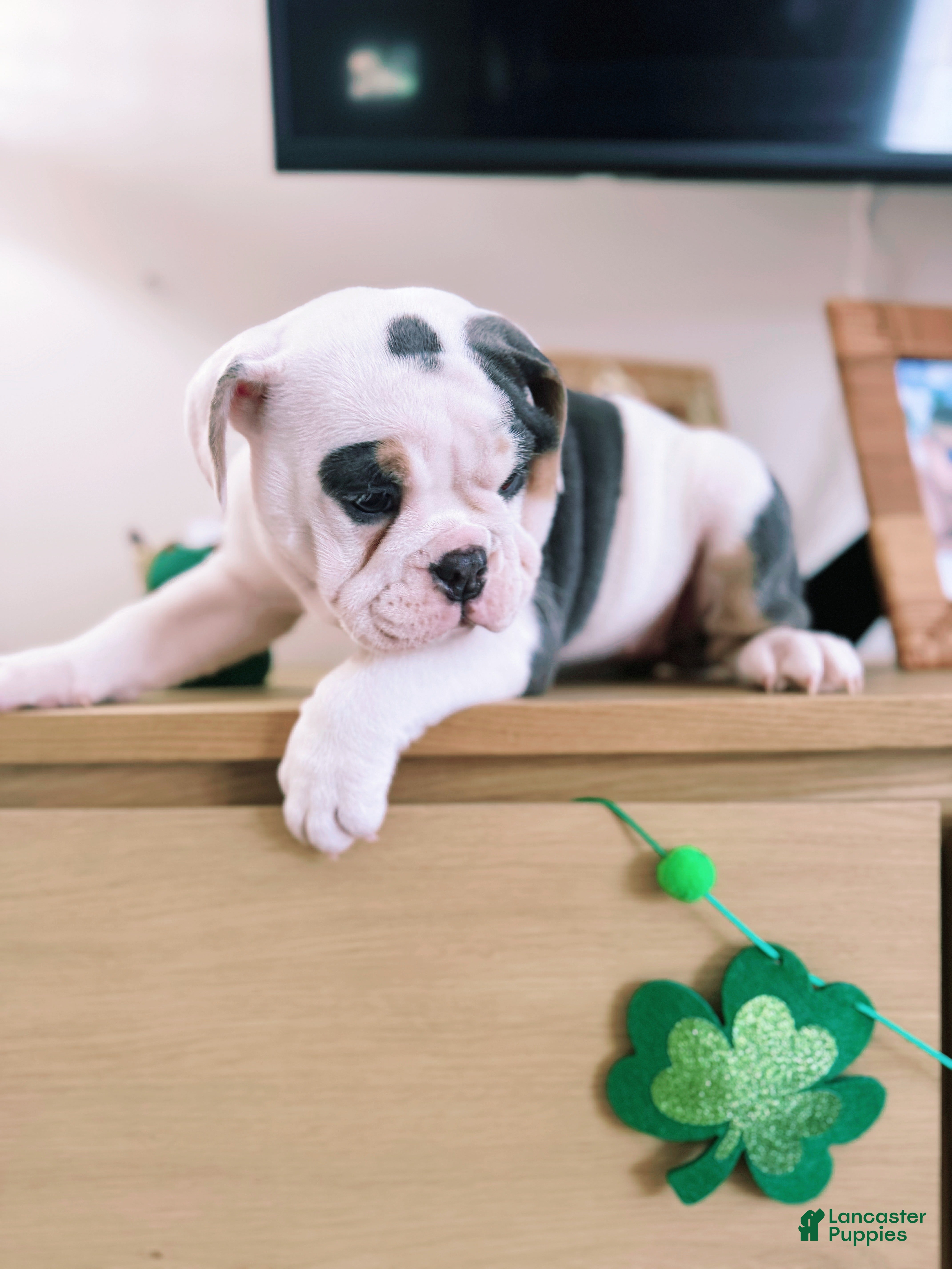 English Bulldog dogs English Bulldog Puppy 3 - Ad 32