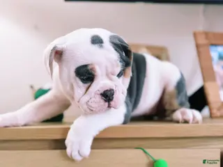 English Bulldog dogs English Bulldog Puppy 3 - Ad 32