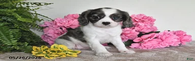 Rosie