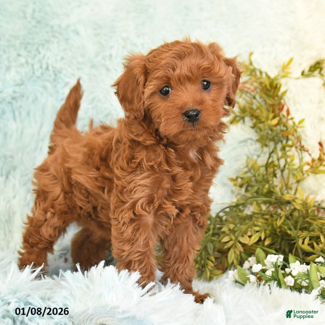 Cockapoo dogs for sale: Bonnie - Ad 2
