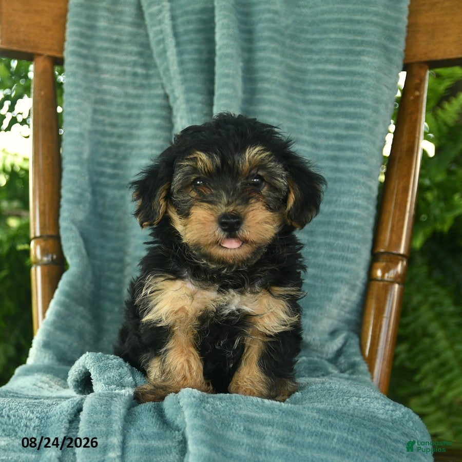 Yorkiepoo dogs Leo  - Ad 1