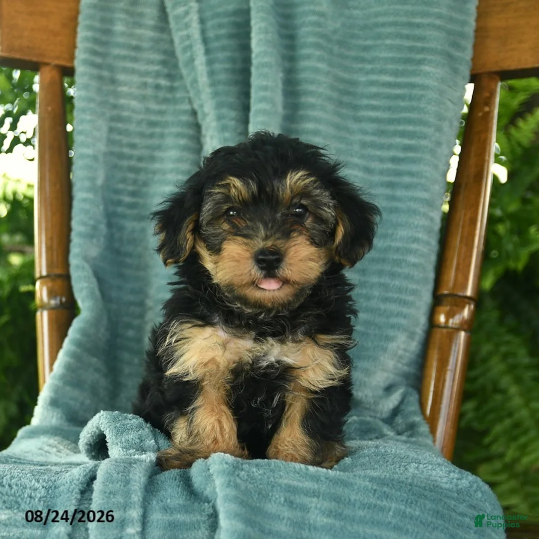 Yorkiepoo dogs for sale: Leo  - Ad 1