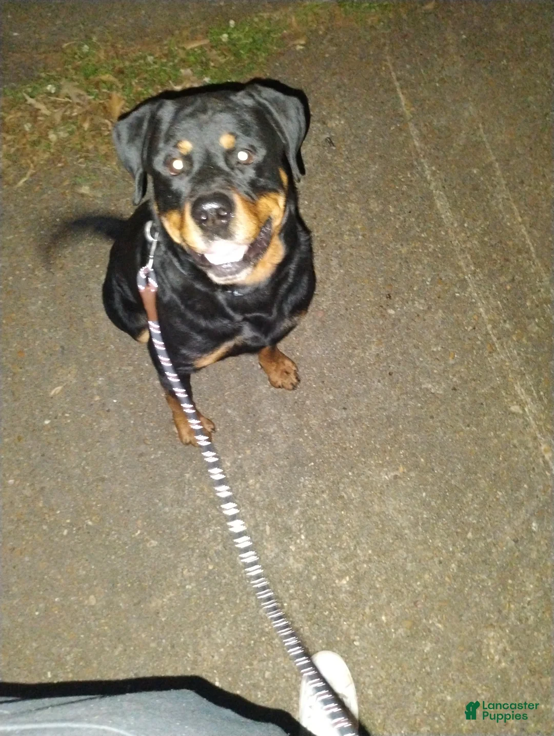 Rottweiler dogs for sale: Rottweiler Puppy 1 - Ad 8