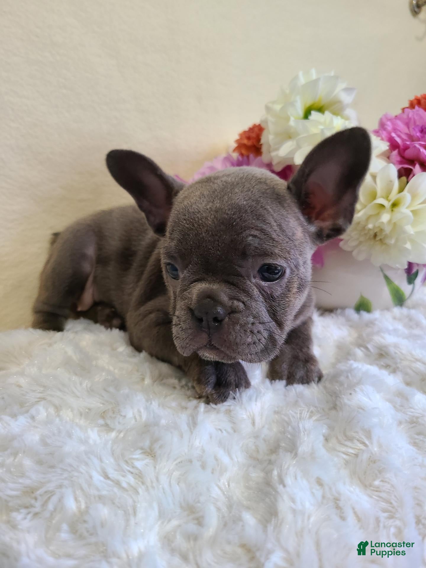 Frenchton dogs Macy - Ad 1