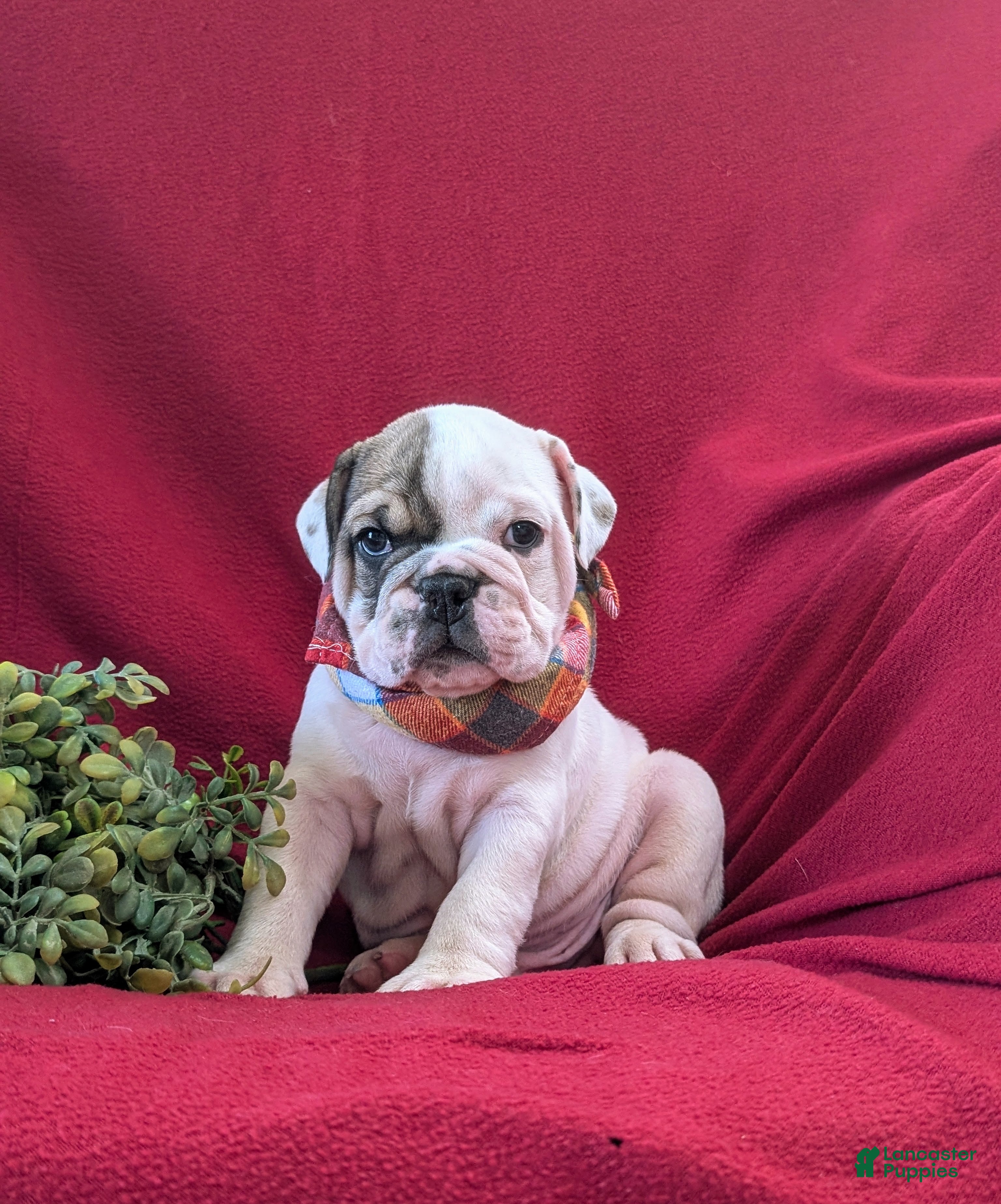 English Bulldog dogs Tanker - Ad 1
