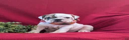 English Bulldog dogs for sale: Tanker - Ad 1