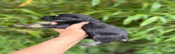 Miniature Schnauzer dogs for sale: Miniature Schnauzer Puppy 5 - Ad 4