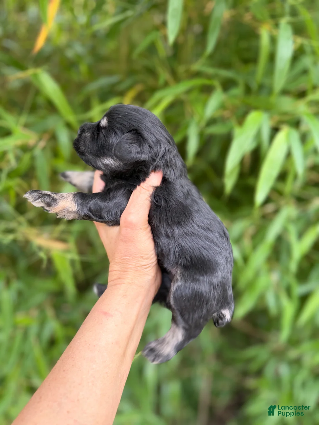 Miniature Schnauzer dogs for sale: Miniature Schnauzer Puppy 5 - Ad 4
