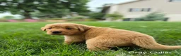 Golden Retriever dogs for sale: Lavender (Gray Collar) - Ad 3