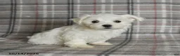 Maltese dogs for sale: Paige - Ad 4