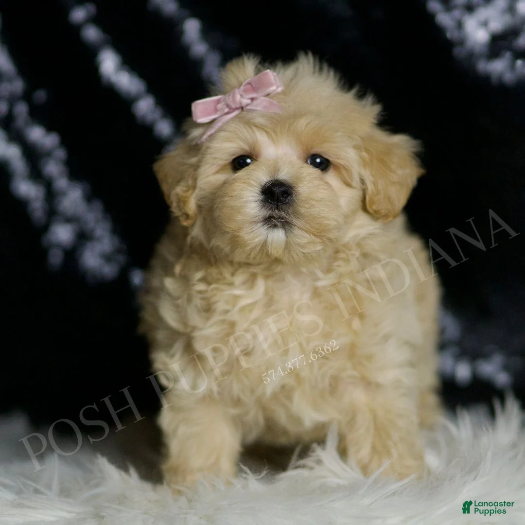 Maltipoo dogs for sale: Quinn - Ad 2
